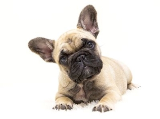 bouledogue français